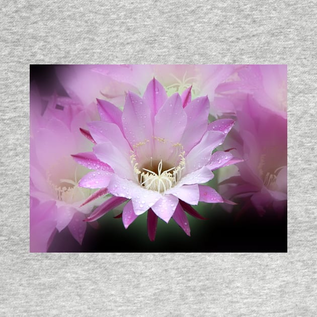 Pink Cactus Flower in the Rain #2 by Carole-Anne